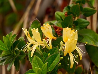 Yellow flowers and fruitsa of Honeysuckle (Lonicera biflora), Spain