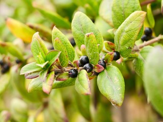Yellow flowers and fruitsa of Honeysuckle (Lonicera biflora), Spain