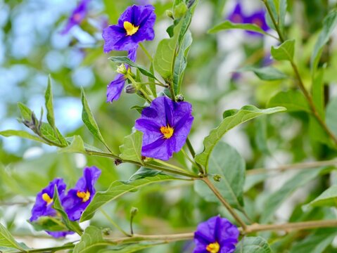 Flowers of the blue potato bush or Paraguay nightshade (Lycianthes rantonnetii), Spain