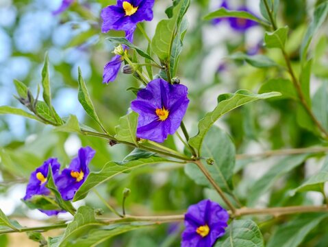 Flowers of the blue potato bush or Paraguay nightshade (Lycianthes rantonnetii), Spain