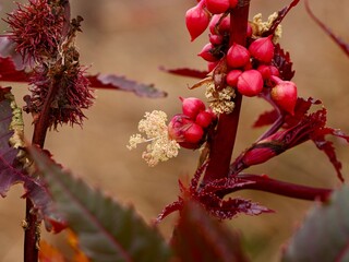 Flowers and fruits of decorative castor bean or castor oil plant (Ricinus communis), family Euphorbiaceae, Spain