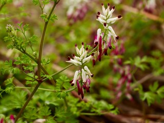 Flowers of the white ramping fumitory or climbing fumitory (Fumaria capreolata), Spain