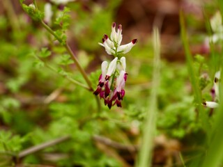Flowers of the white ramping fumitory or climbing fumitory (Fumaria capreolata), Spain