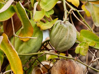 The fruits and seeds of harmful invasive species Bladderflower, white bladderflower, bladder vine, cruel vine, cruel plant, moth plant, moth vine, common moth vine (Araujia sericifera), Spain