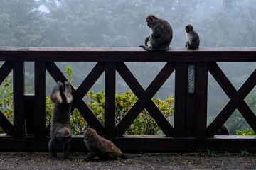 Monkeys in Taiwan