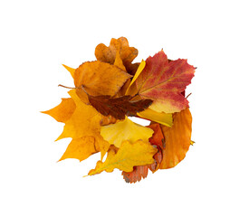 Autumn Leaf Pile Isolated. Colored Autumn Tree Leaves