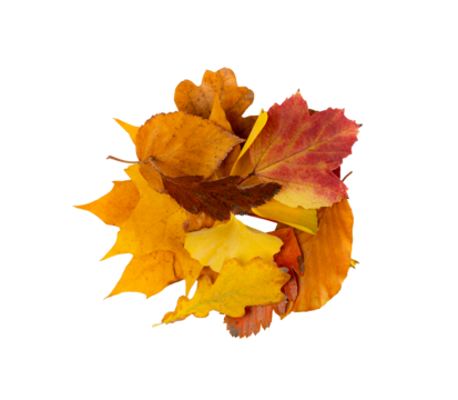 Autumn Leaf Pile Isolated. Colored Autumn Tree Leaves