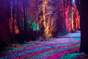 Colorfully illuminated trees in a mystical winter forest in the evening - 755550223