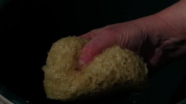 Hand soaking natural sponge in water 