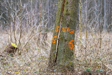 Ein Baum gekennzeichnet im Wald in der Mitte gespalten. Gefahr für vorbei gehende Personen.