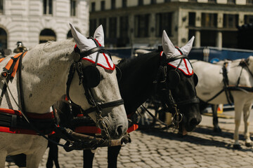 Obraz premium White and black horses harnessed to a carriage on the street of Vienna.