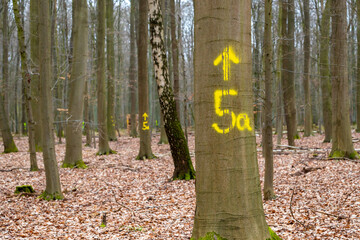 Bäume mit Kennzeichen zum fällen markiert