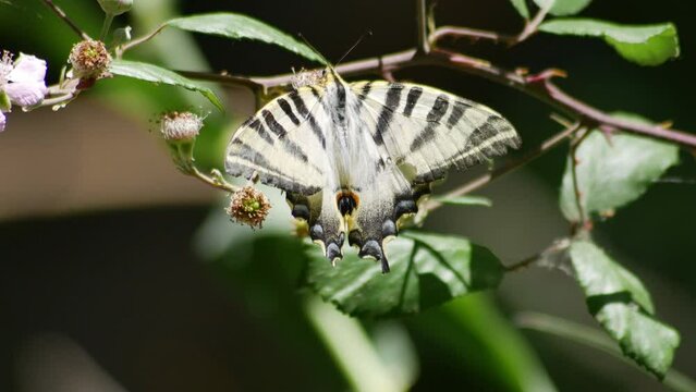 Mariposa en zarza alimentándose de sus flores, macro, cerca primer plano 