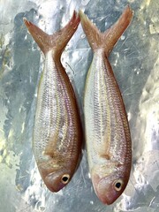 fresh raw cold seafood red Kee grouper whole fish ikan on white ice background halal food cuisine...