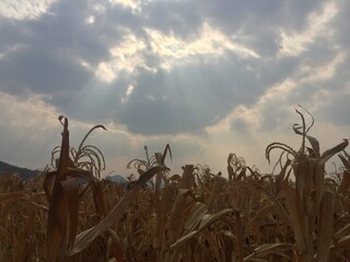 Light shines down on the corn field.