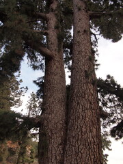 Fototapeta premium Pino de Las Dos Pernadas - pinus canariensis (Vilaflor de Chasna, Tenerife, Canary Islands, Spain)
