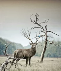 Fotobehang deer in the forest © Shahmeer