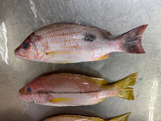 fresh raw cold seafood mini red Kee whole fish ikan on white ice background halal food cuisine hyper market menu for restaurant ingredient design