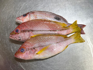 fresh raw cold seafood mini red Kee whole fish ikan on white ice background halal food cuisine hyper market menu for restaurant ingredient design