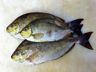 fresh raw cold seafood mini lian Jian whole fish ikan on white ice background halal food cuisine...