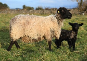 Suffolk ewe sheep and her lamb in field on farmland in rural Ireland