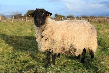 Suffolk breed ewe sheep in field on farmland in rural Ireland