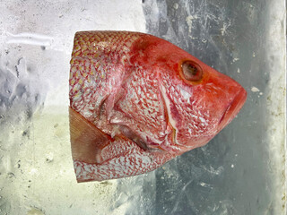 fresh raw cold seafood cut head tail red grouper whole fish ikan on white ice background halal food...