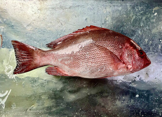 fresh raw cold seafood cut head tail red grouper whole fish ikan on white ice background halal food...