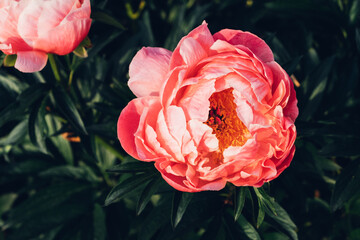 Beautiful Coral Charm peony flowers bloomng in the garden, close up. Natural summer flowery background. © Iryna