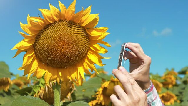 Slow Motion Man films a sunflower on smartphone. Worker bee sits on sunflower. Agricultural worker stands in field of sunflowers and takes video on smartphone. Quality control of sunflower ripening