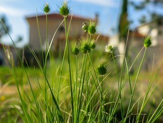 Garden Landscape design with high decorative grass miscathus