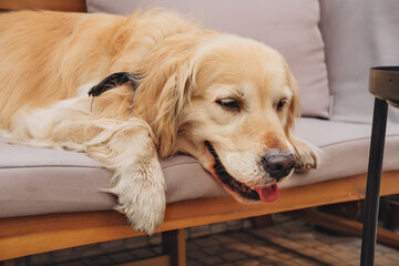 Golden retriever resting at home on a couch 