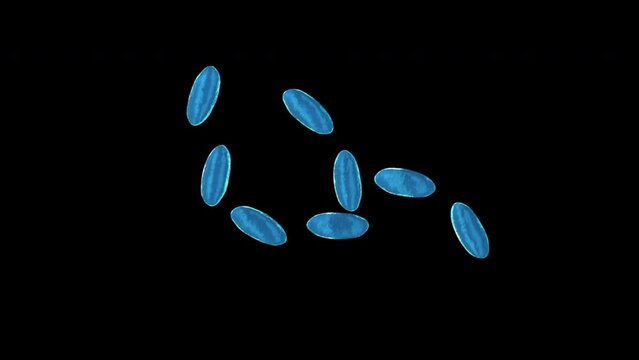 Division Of Bacteria.
This stock motion graphics video shows bacteria multiplying on an alpha channel background.