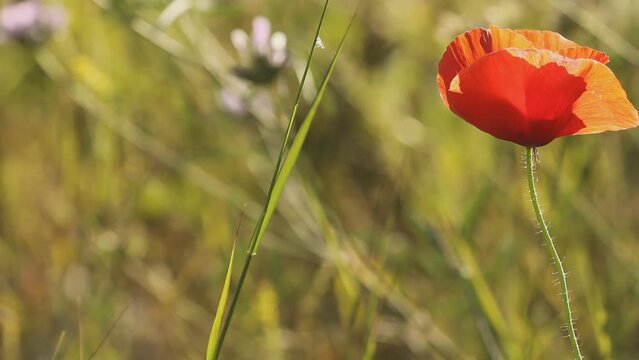 amapola roja primer plano campo verde en primavera bonita luz