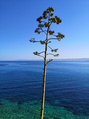 Agave in bloom in front of a wonderful blue sea