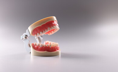 Artificial plastic model of human jaw on gray background closeup. Dental care concept