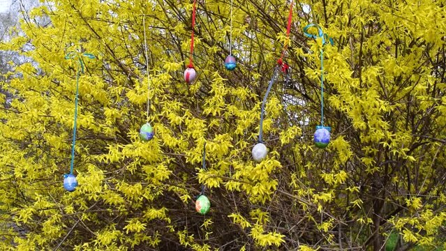 Painted Easter eggs decorate the branches of a bush blooming with yellow spring flowers. 