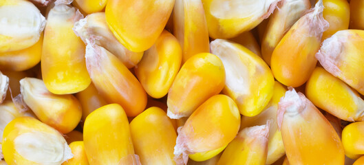 yellow corn kernels with visible details. Background or texture