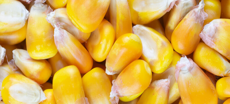 yellow corn kernels with visible details. Background or texture