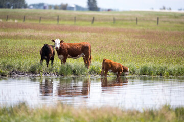 Beef Cattle.  A group of cows in a farmers field. Taken in Alberta, Canada
