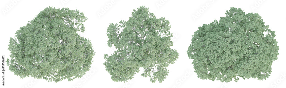 Wall mural 3d render top view of celtis australis tree isolated on transparent background