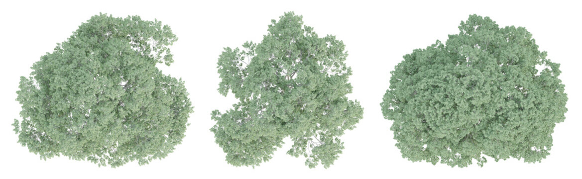 3d render top view of celtis australis tree isolated on transparent background