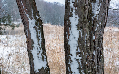 zimowa sceneria kory drzewnej