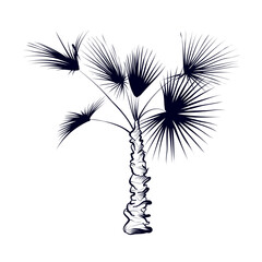 hand-drawn palm trees vector illustration