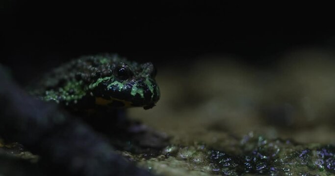 In diesem Video sehen Sie einen seltenen Frosch in seinem natrlichen Lebensraum. Der Frosch ist grn und schwarz gefrbt und hat eine einzigartige Musterung auf seiner Haut . Er sitzt auf einem Stein