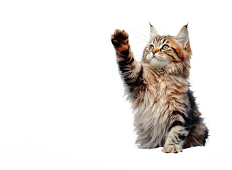 Cute Maine Coon cat on white background. Generative Ai