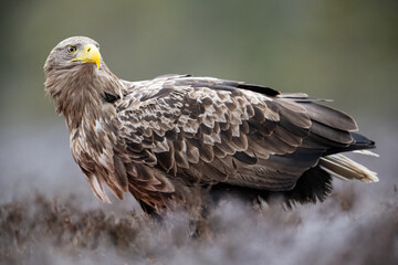 Adult white-tailed eagle in the morning - 755571209