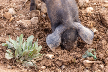 A piglet of Porc Negre Mallorquì breed roots and digs with his snout on  farm pasture in Majorca,...