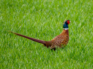 Fasan (Phasianus colchicus)