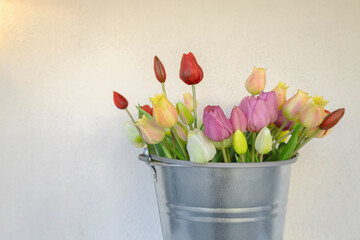Metal bucket full of fresh colorful tulips against whate wall outside